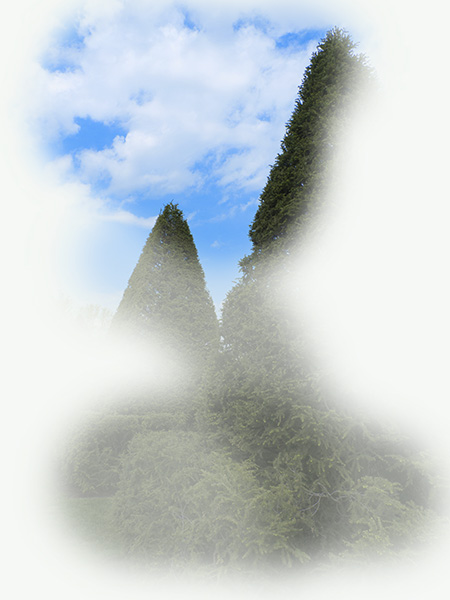 The Garden